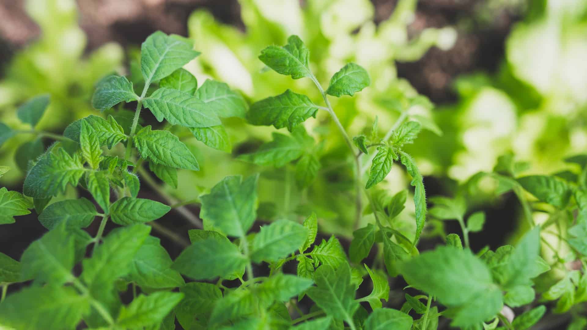 healthy-nature-leaf-spring